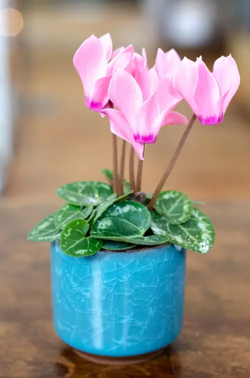 The Cutest Christmas Flowers
