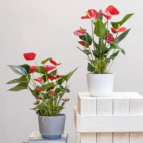 Top Christmas Flower Selection
