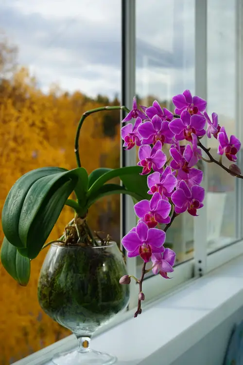 Amazing Top Christmas Flower Selection