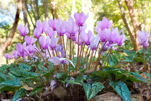 Different Types of Cyclamen Varieties 5