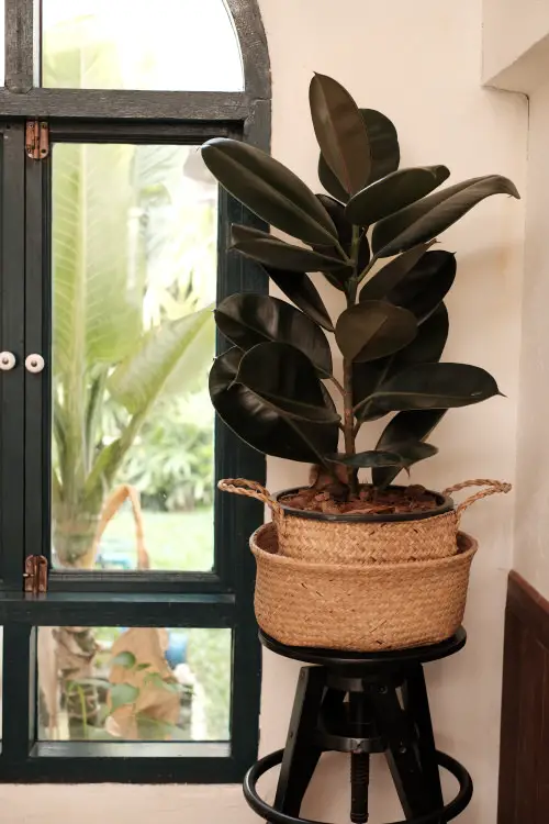  Stunning Black Indoor Plants