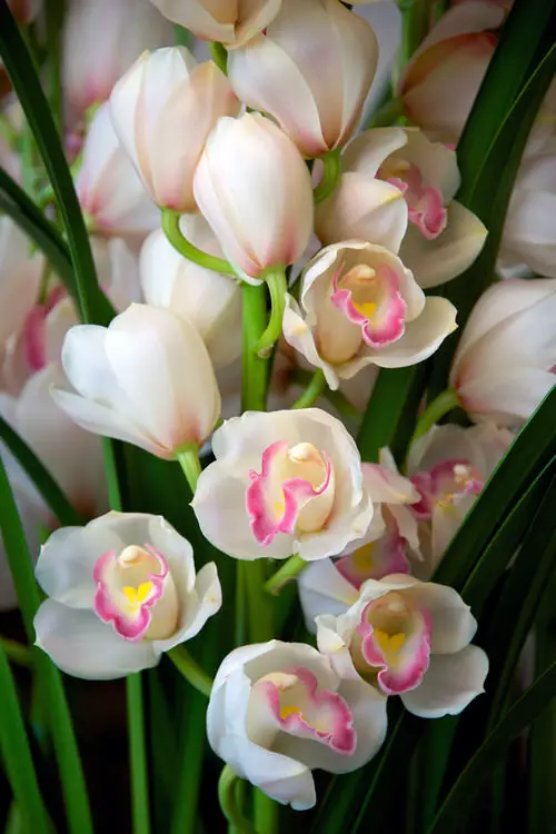 Best Christmas Flowers in garden