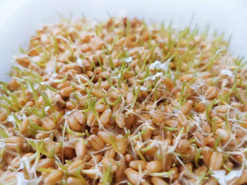 Grow Wheatgrass With This Trick