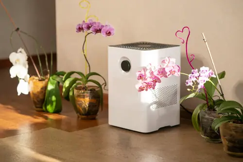 Orchid Leaves Turning Yellow? Problems and Solutions 4