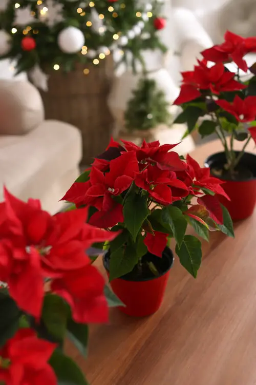 top Best Christmas Flowers