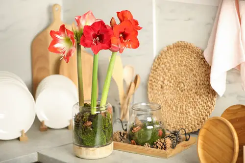 top The Cutest Christmas Flowers