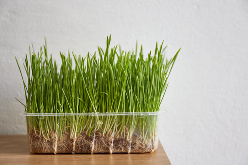 What is Wheatgrass