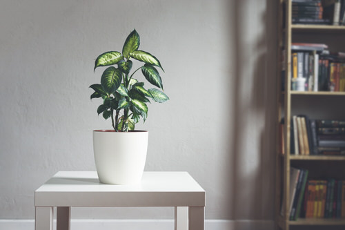 Dieffenbachia Benefits 4