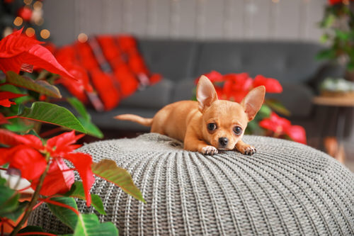 Protecting Cats & Dogs from Poinsettias