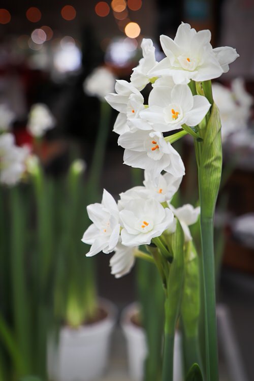 beautiful Christmas Flowers