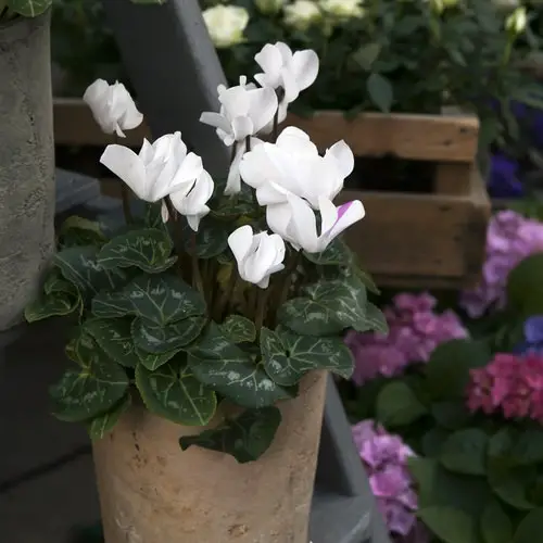 Cyclamen Varieties 04