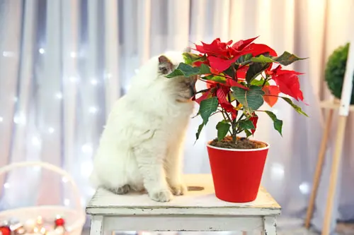 Are Poinsettias Toxic to Cats & Dogs