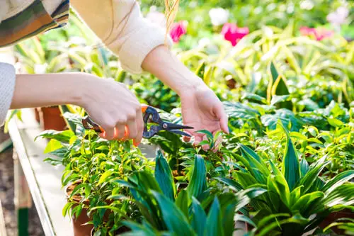 What to do in Garden in December