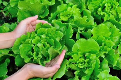 Promotes Lush Foliage