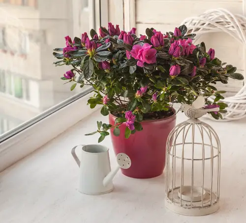 best Top Christmas Flower Selection