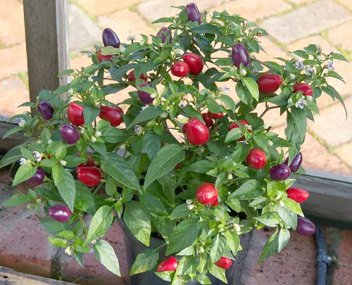 The Greatest Indoor Vegetables: What You Can Grow Indoors