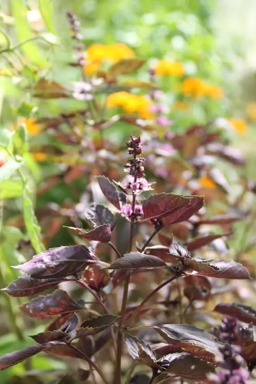 7 Best Flowering Basil Plants | What to Do With Basil Flowers