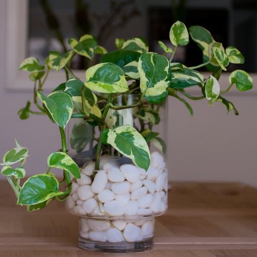 Creative Pothos water display 4