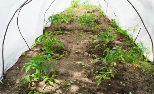 Cover Plants