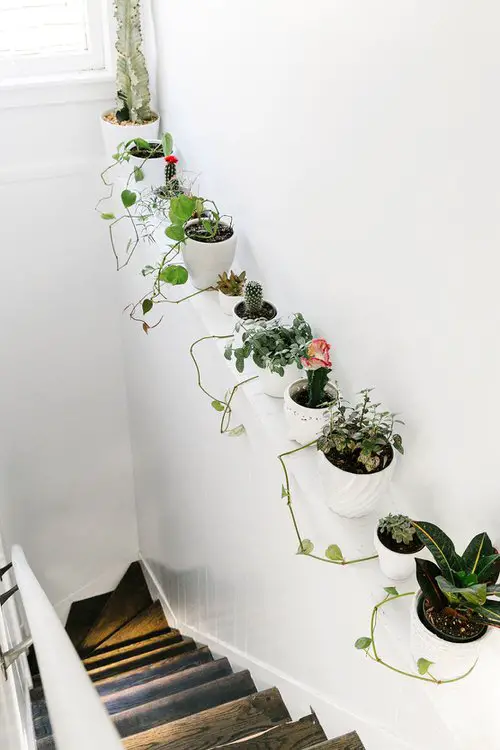 Potted Plants on the Side Wall of the Staircase