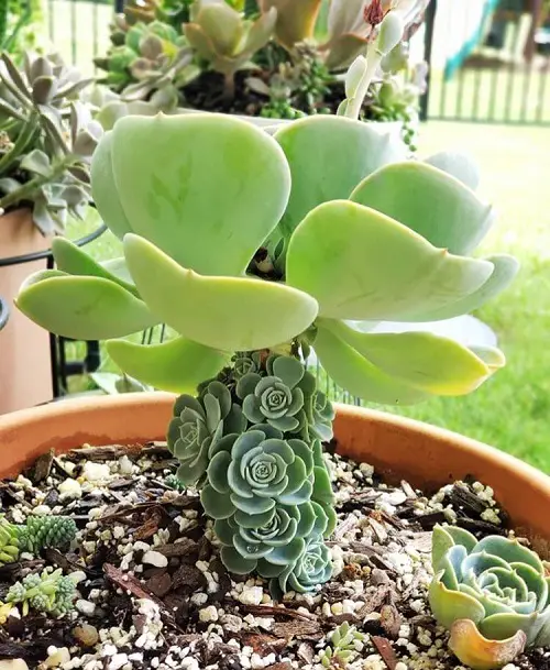 5 Masterful Tips to Force Succulents to Grow More Pups 1