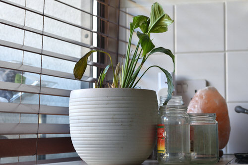 Reasons for Houseplant Leaves Getting Yellow 