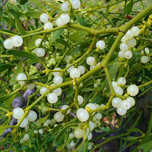 Best Christmas Flowers