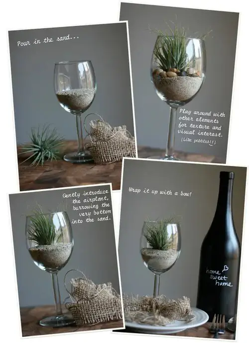Wine Glass Air Plant Home