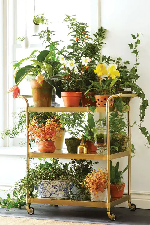 How to Decorate Every Part of Your Home with Plants