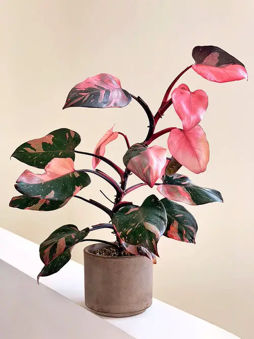 Best Indoor Plants for the Year 2022