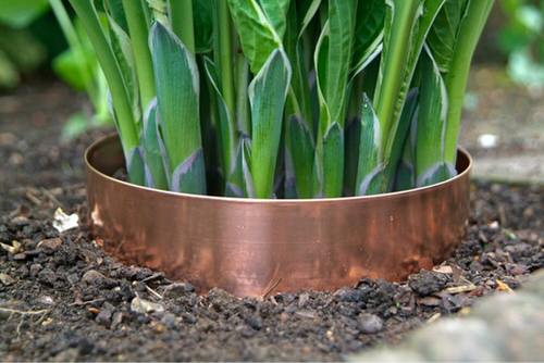 Gardening Resolutions for New Year 