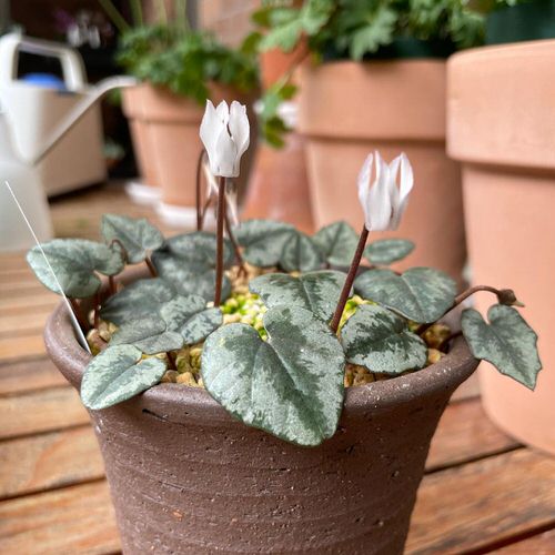 Cyclamen Varieties 06
