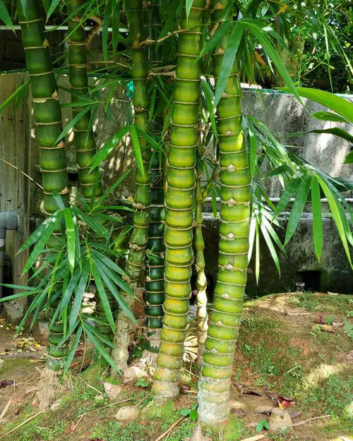 Japanese Plants for Your Garden 1