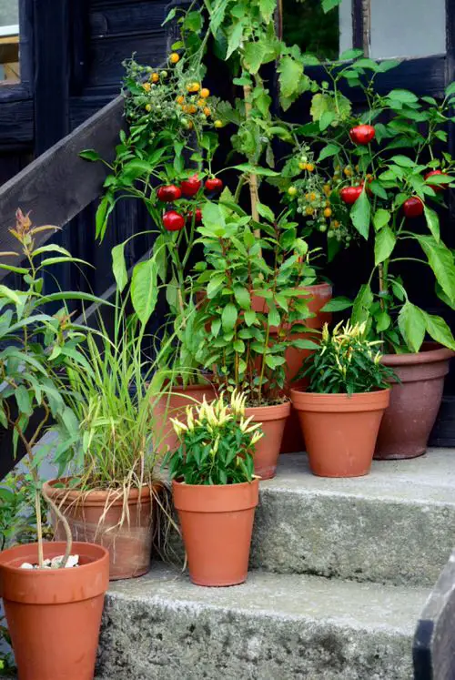 Gardening Resolutions for New Year 12 