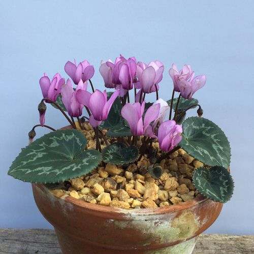 Different Types of Cyclamen Varieties 12