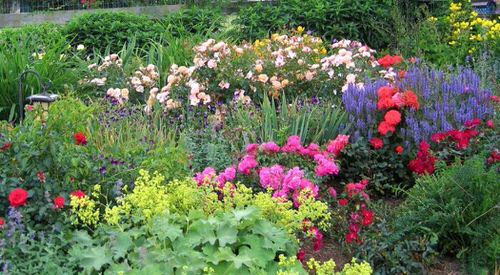 cut flowers garden