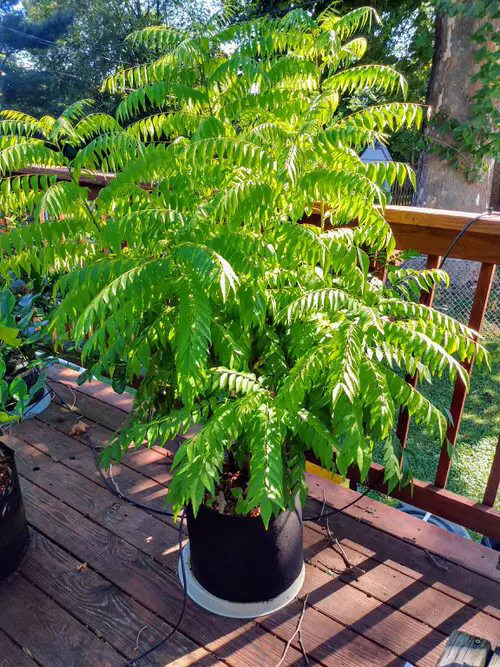 Planting Perennial Herbs Once Will Let You Savor Them for Years