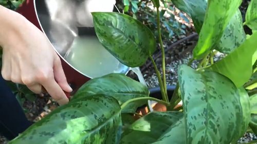 Cheap Gardening Tricks Every Gardener Should Know 94