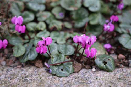 Different Types of Cyclamen Varieties 20