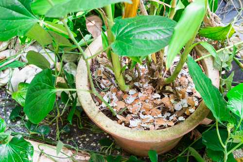 Cheap Gardening Tricks Every Gardener Should Know | eggshells use for gardening