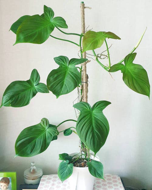 Philodendron Camposportoanum Care 
