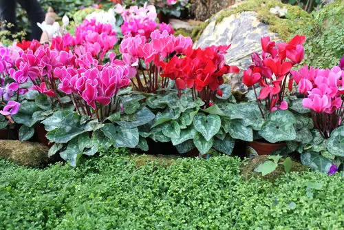 Different Types of Cyclamen Varieties