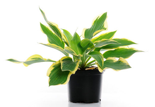 How to Grow Hostas Indoors
