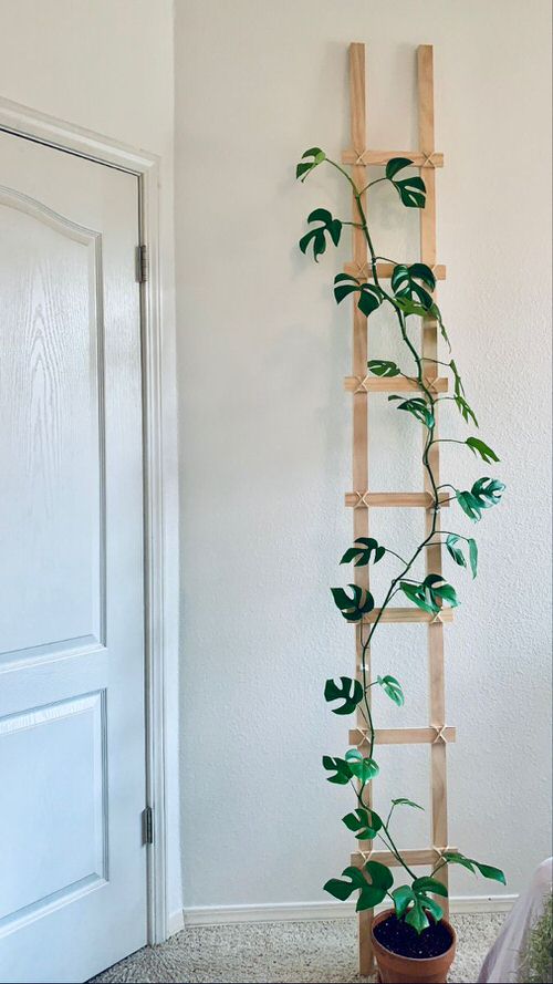 Indoor Plant Wall Decor Ideas 7