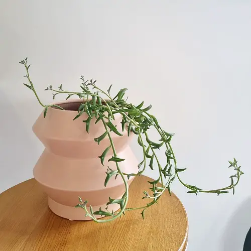 String of Hearts Alternatives 2