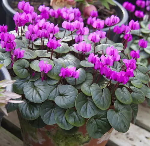 Different Types of Cyclamen Varieties 2