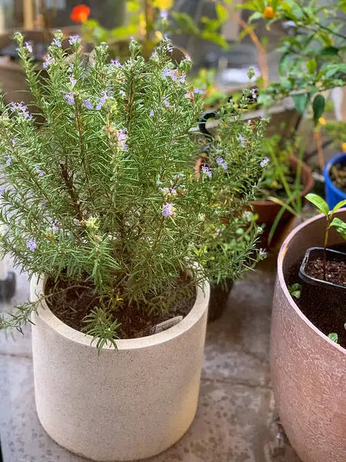 best  Perennial Herbs You Can Plant Once and Enjoy for Years