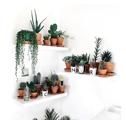 Plant Displaying Ideas 21