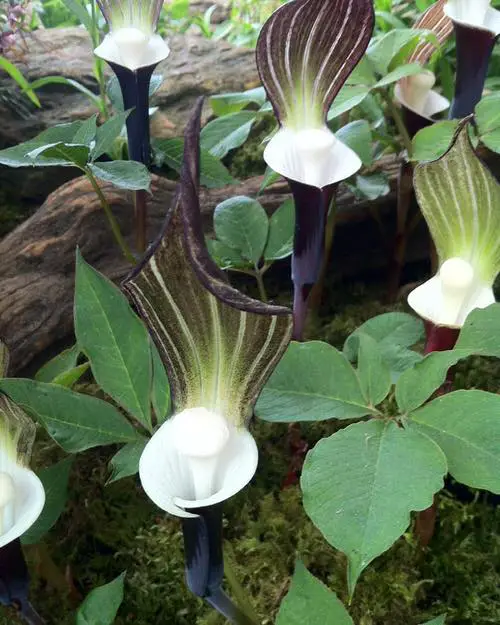 Japanese Plants for Your Garden 5