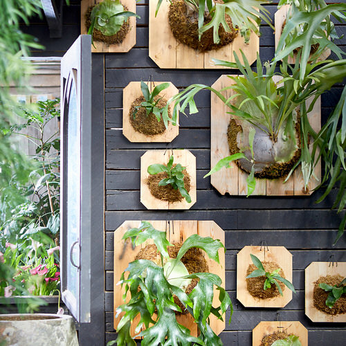 Indoor Plant Wall Decor Ideas 2